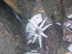 Halcampa decemtentaculata