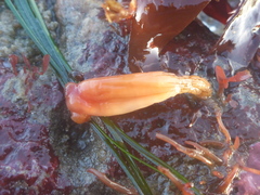 Styela montereyensis