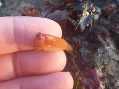 Styela montereyensis