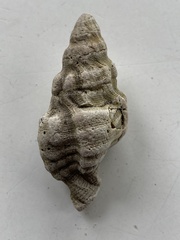 Roperia poulsoni