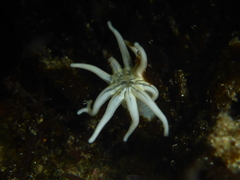 Halcampa decemtentaculata