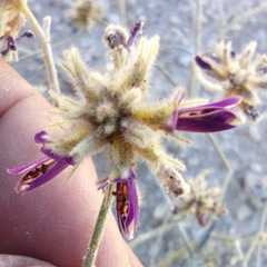 Psorothamnus emoryi emoryi