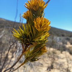 Pteronia fasciculata