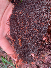 Chondracanthus exasperatus