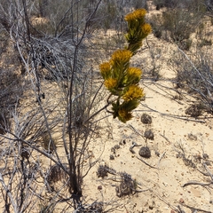 Pteronia fasciculata