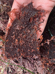 Chondracanthus exasperatus