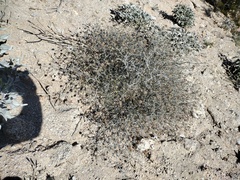 Psorothamnus emoryi emoryi