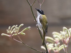 Melithreptus chloropsis