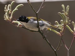 Melithreptus chloropsis