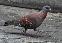 Columba guinea phaeonota