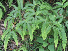 Gleichenella pectinata