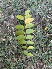 Juglans