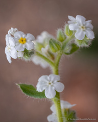 Amsinckiopsis kingii