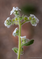 Amsinckiopsis kingii