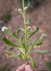 Amsinckiopsis kingii