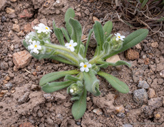 Amsinckiopsis kingii