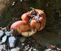 Agaricomycotina