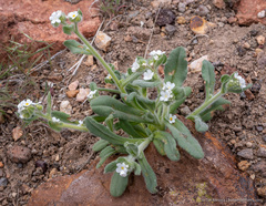 Amsinckiopsis kingii