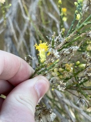 Lepidospartum squamatum