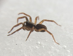 Zoicinae