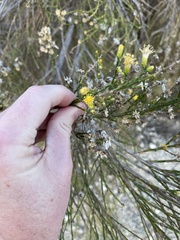 Lepidospartum squamatum