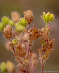 Potentilla rivalis
