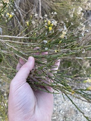 Lepidospartum squamatum