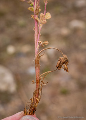 Potentilla rivalis
