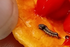Spodoptera litura