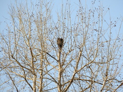 Crematogaster rogenhoferi