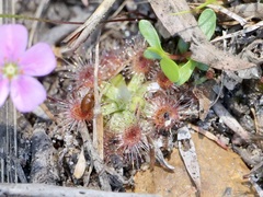 Drosera pulchella