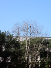 Crematogaster rogenhoferi