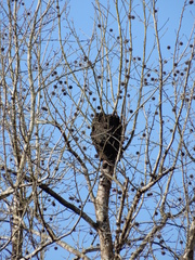 Crematogaster rogenhoferi
