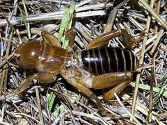 Ammopelmatus