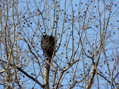Crematogaster rogenhoferi