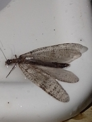 Archichauliodes diversus