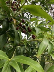 Denhamia celastroides