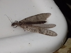 Archichauliodes diversus
