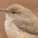Rock Wren - Photo (c) Liam Huber, some rights reserved (CC BY-NC), uploaded by Liam Huber