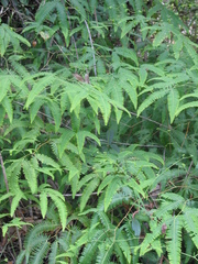 Gleichenella pectinata