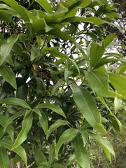 Denhamia celastroides