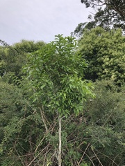 Denhamia celastroides