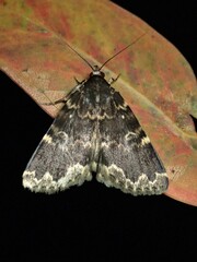 Mormoscopa sordescens