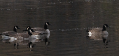 Branta canadensis parvipes