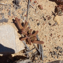 Crassula pyramidalis