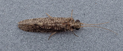 Ecnomidae
