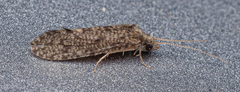 Ecnomidae
