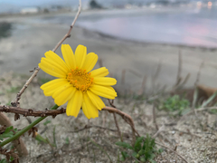 Glebionis coronaria