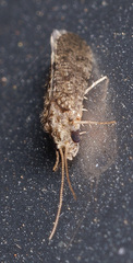 Ecnomidae