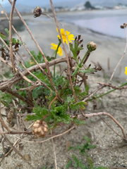 Glebionis coronaria